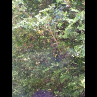 Buis - Buxus sempervirens (fam Buxacees) (Europe, Afr. du nord) (1)